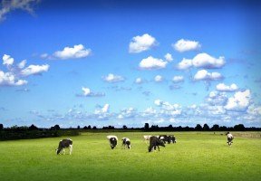 Hauptbild Acker- und Grünland in Westerstede zu verkaufen!